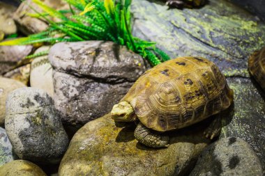 Vinpearl Island buzlu turtle