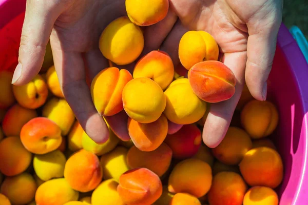 Ripe apricots during the harvest — Stock Photo, Image