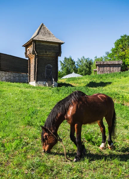 Horse pasture on meadow — Stock Photo, Image
