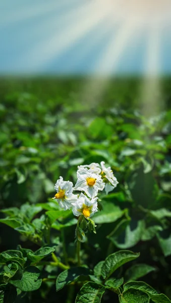 Buske som blommar med vita blommor — Stockfoto