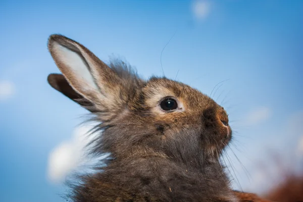 Grå kanin på bakgrund — Stockfoto