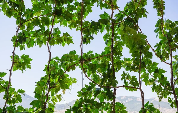 Vine against the sky — Stock Image Vine against the sky Royalty Free Stock Images