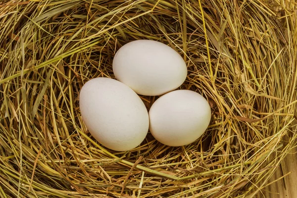 Nest with Easter eggs Stock Picture