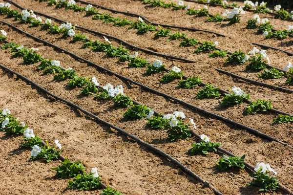 Fontanería en el césped regar flores —  Fotos de Stock