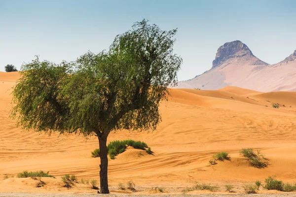 Arabische woestijn — Stockfoto