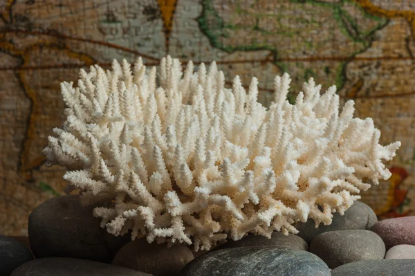Weiße Korallen in Großaufnahme — Stockfoto