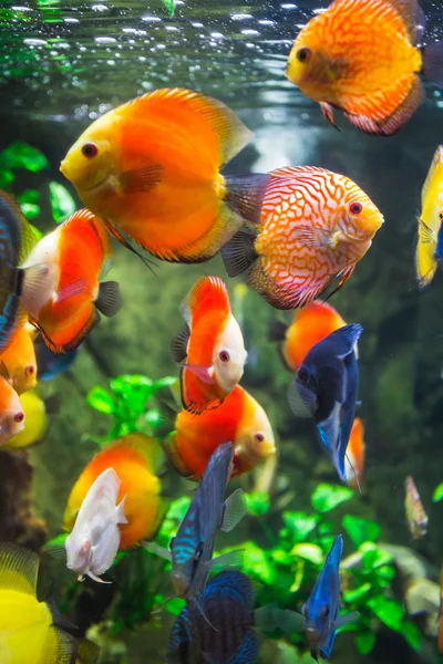 Symphysodon discus in aquarium — Stock Photo, Image