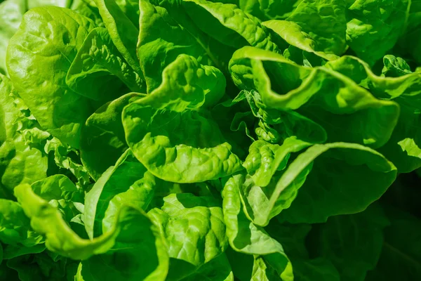 Green lettuce salad — Stock Photo, Image