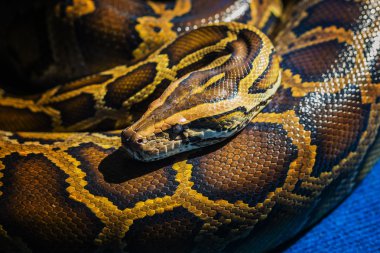 Royal piton yılanı