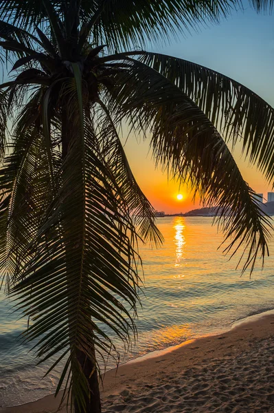 Strand met een palmboom — Stockfoto