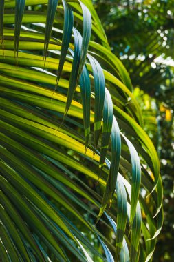 palmiye ağacının dalını