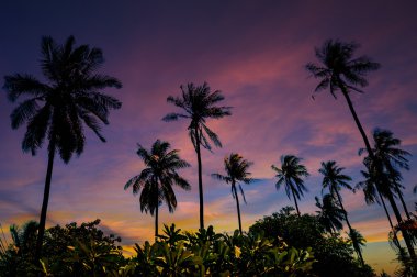 Hindistan cevizi ağaçlarının Grove