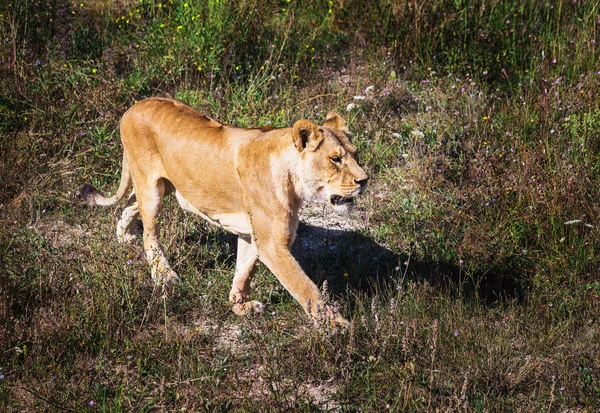 Leeuw trots in de natuur — Stockfoto