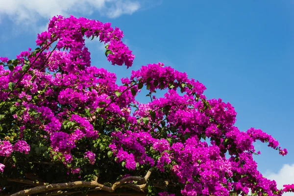 Арка фиолетовых цветов — стоковое фото