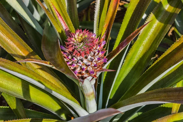 Świeże pineaple na krzaku z liści — Zdjęcie stockowe