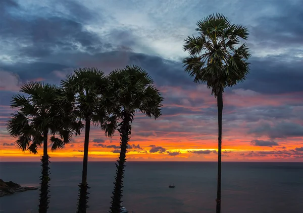 Tramonto tra palme — Foto Stock