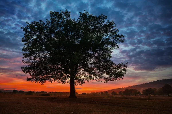 Oak tree at sunset in autumn — Stock Photo, Image