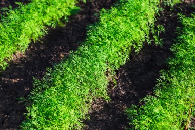 Bahçede büyüyen dereotu ot
