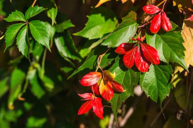 kırmızı üzüm yaprakları