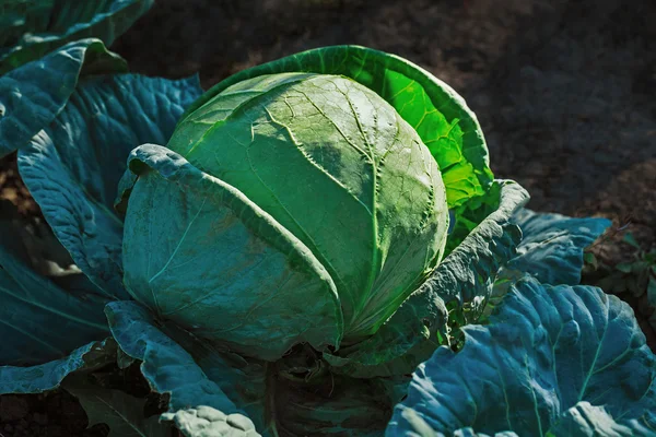 Close-up of fresh cabbage — Stock Photo, Image