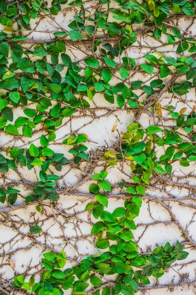 Плетіння візерунка рослин на стіні . — стокове фото