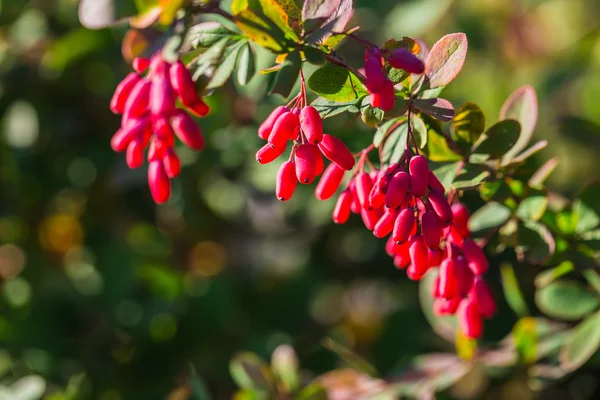 Red barberry berries — Stock Photo, Image