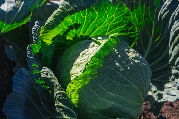 Close-up of fresh cabbage — Stock Photo, Image