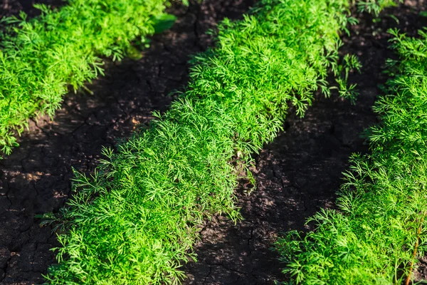 Hierba de eneldo que crece en el jardín —  Fotos de Stock