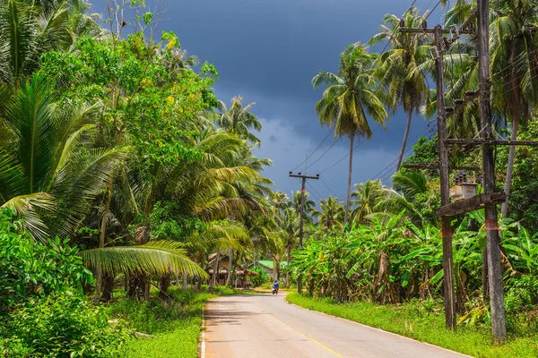 Beautiful jungle in Thailand — Stock Photo, Image