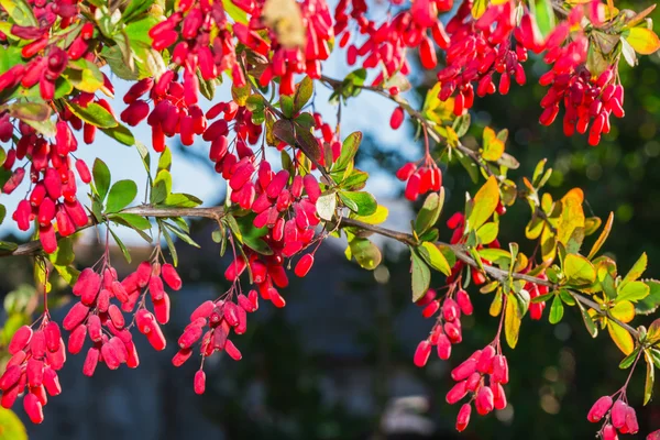 Red barberry berries — Stock Photo, Image