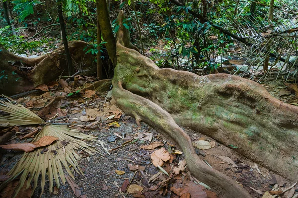 Tropiska djungeln i Sydostasien — Stockfoto