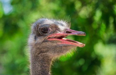 Meraklı Afrikalı devekuşu