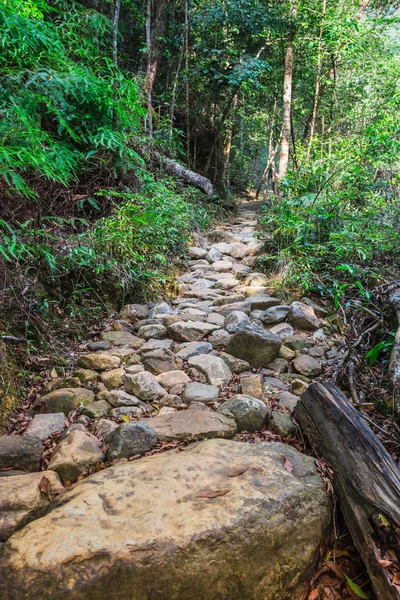 Tropikal ormanlarda yolundaki