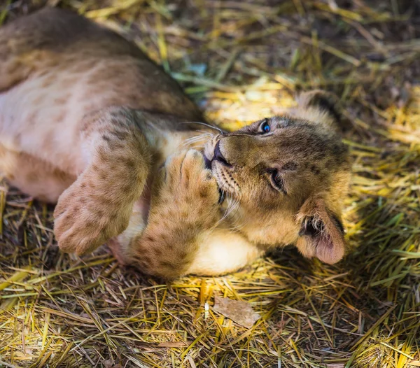 Giovane cucciolo di leone in natura — Foto Stock