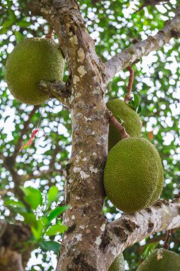 Tayland nefesi lezzetli alışılmadık meyvesi.