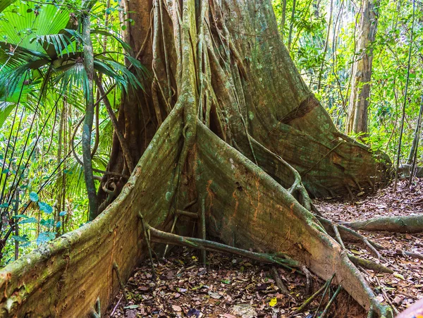 Vista Das Selvas Tropicais Sudeste Asiático Tailândia — Fotografia de Stock