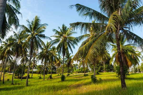 Grove of coconut trees — Stock Photo, Image