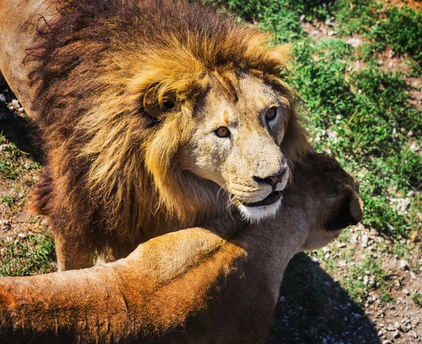 Orgullo León en la naturaleza — Foto de Stock