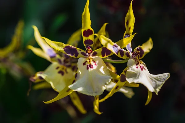Kwiaty Orchid na sprzedaż — Zdjęcie stockowe