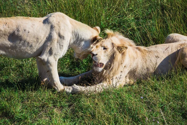 Orgulho do leão no parque de safári da natureza — Fotografia de Stock