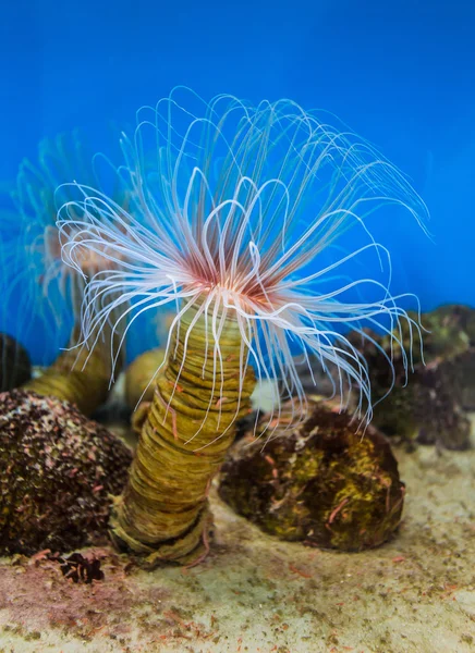Morze Zawilec (anemone) z białe macki — Zdjęcie stockowe