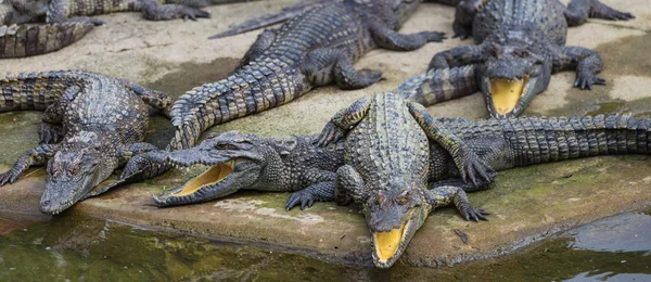 Corpos de água na fazenda de crocodilos — Fotografia de Stock