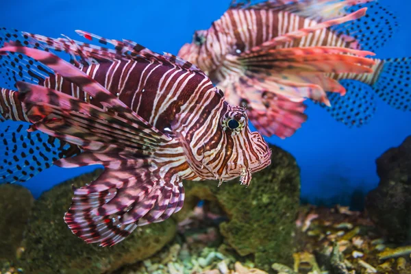 Peces coloridos en un acuario — Foto de Stock