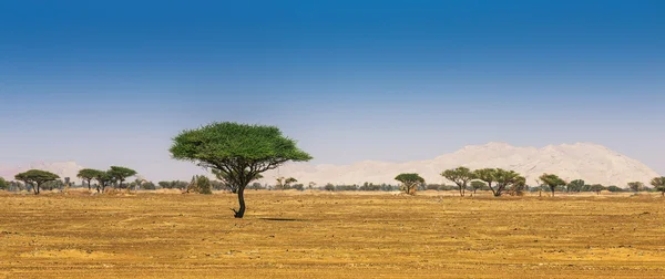 Veduta del deserto arabo — Foto Stock