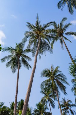 Palmiyeli tropik plaj