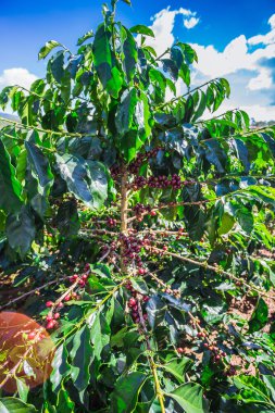 Kahve çekirdekleri ağaçta olgunlaşıyor.