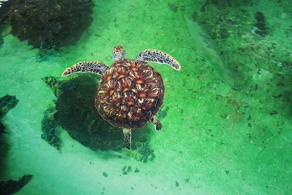 Tortugas marinas en la piscina — Foto de Stock