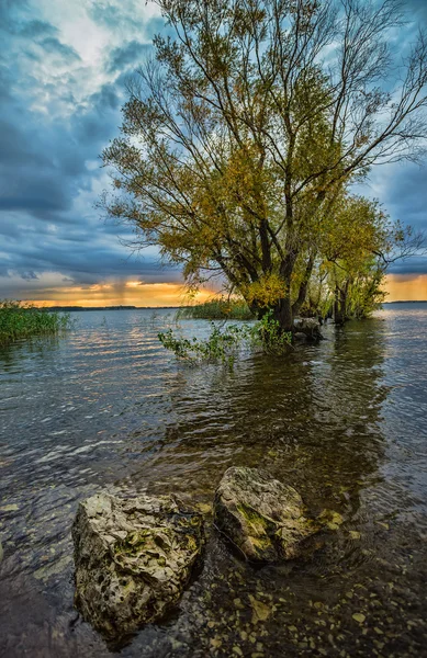 Träd vid floden Volga — Stockfoto