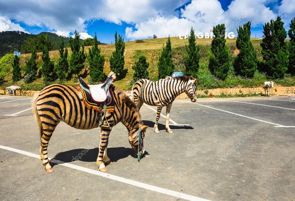 Horses are painted like a zebra Stock Photo by ©alan64 89745620