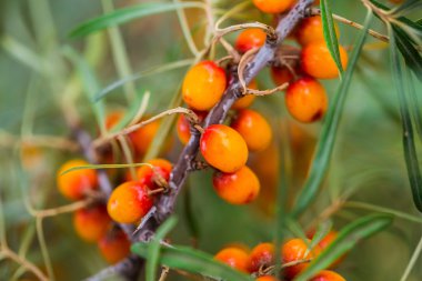 vahşi deniz topalak